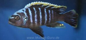 Cynotilapia aurifrons 'Lushununu'