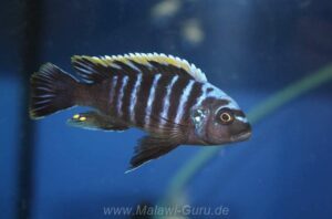 Cynotilapia aurifrons 'Lushununu'