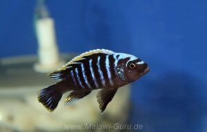 Cynotilapia aurifrons 'Lushununu' Cynotilapia aurifrons 'Lushununu'