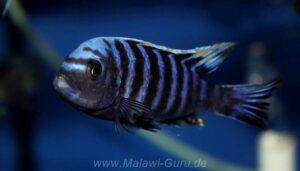 Cynotilapia aurifrons 'Lushununu'