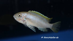 Cynotilapia aurifrons 'Luwino Reef'