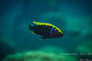 Cynotilapia aurifrons 'Luwino Reef' Cynotilapia aurifrons 'Luwino Reef'