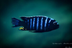 Cynotilapia aurifrons 'Matambukira Rocks' Cynotilapia aurifrons 'Matambukira Rocks'