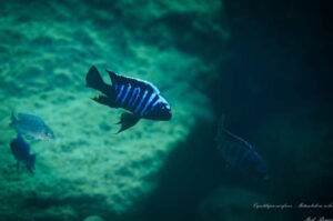 Cynotilapia aurifrons 'Matambukira Rocks'