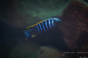 Cynotilapia aurifrons 'Matambukira Rocks'