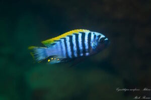 Cynotilapia aurifrons 'Mdowe'