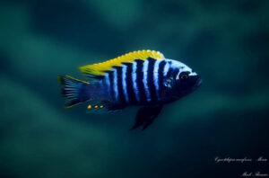 Cynotilapia aurifrons Cynotilapia aurifrons 'Mdowe'