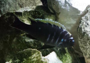 Cynotilapia aurifrons 'Mphanga Rocks'