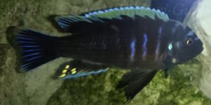 Cynotilapia aurifrons