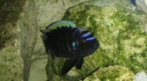 Cynotilapia aurifrons