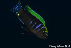 Cynotilapia aurifrons 'Mphanga Rocks' Cynotilapia aurifrons 'Mphanga Rocks'