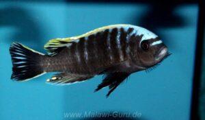 Cynotilapia aurifrons 'Nkhata-Bay'