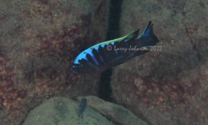 Cynotilapia aurifrons 'Nkhata-Bay'