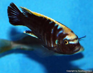Cynotilapia aurifrons 'Nkhata-Bay'