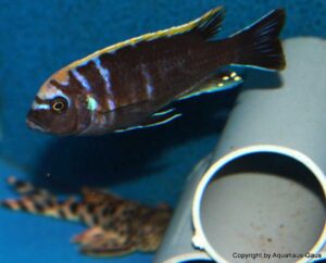 Cynotilapia aurifrons 'Nkhata-Bay'