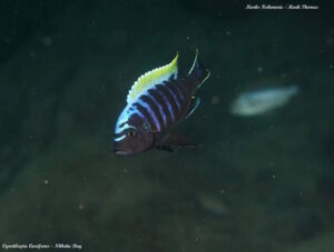 Cynotilapia aurifrons 'Nkhata-Bay' Cynotilapia aurifrons 'Nkhata-Bay'