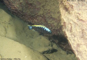 Cynotilapia aurifrons 'Nkhata-Bay'