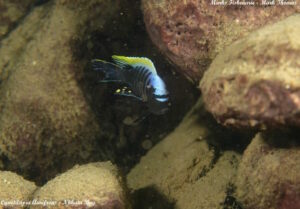 Cynotilapia aurifrons 'Nkhata-Bay'