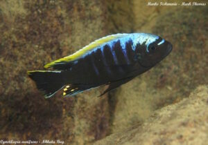 Cynotilapia aurifrons 'Nkhata-Bay'
