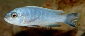 Cynotilapia axelrodi 'Nkhata Bay'