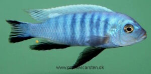 Cynotilapia axelrodi 'Nkhata Bay'