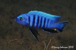 Cynotilapia axelrodi Cynotilapia axelrodi 'Nkhata Bay'