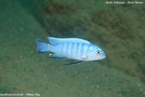 Cynotilapia axelrodi