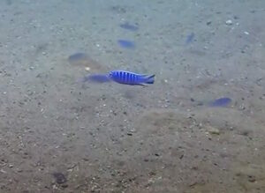 Cynotilapia axelrodi 'Nkhata Bay'