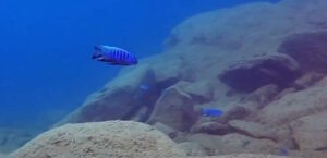 Cynotilapia axelrodi 'Nkhata Bay'
