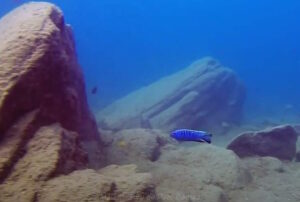 Cynotilapia axelrodi 'Nkhata Bay' 