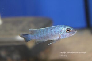 Cynotilapia axelrodi 'Mara Point'