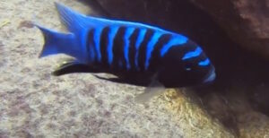 Cynotilapia sp. 'chinyankwazi' Chinyamwezi Island