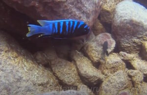 Cynotilapia sp. 'chinyankwazi' Chinyamwezi Island