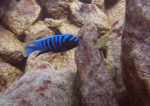 Cynotilapia sp. 'chinyankwazi' Chinyamwezi Island