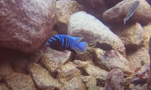 Cynotilapia sp. 'chinyankwazi' Chinyamwezi Island