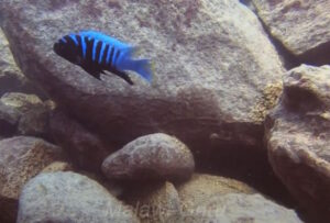 Cynotilapia sp. 'chinyankwazi' Chinyamwezi Island
