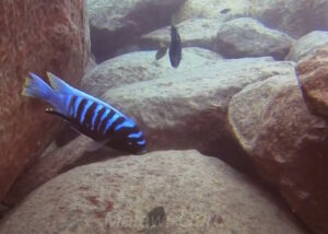 Cynotilapia sp.'chinyankwazi'