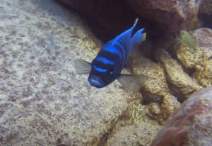 Cynotilapia sp. 'chinyankwazi' Chinyamwezi Island