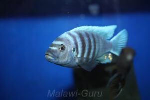 Cynotilapia sp.'chinyankwazi'