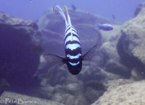 Cynotilapia sp.'chinyankwazi'