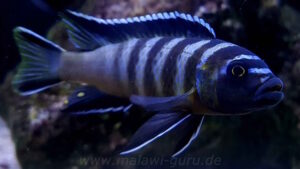 Cynotilapia sp. 'elongatus chitimba' Chitimba Bay