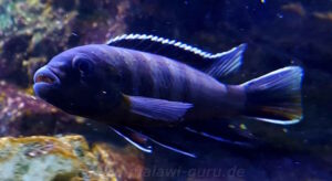 Cynotilapia sp. 'elongatus chitimba' Chitimba Bay