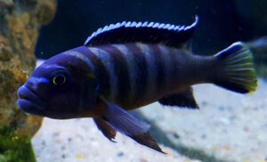 Cynotilapia sp. 'elongatus chitimba' Chitimba Bay