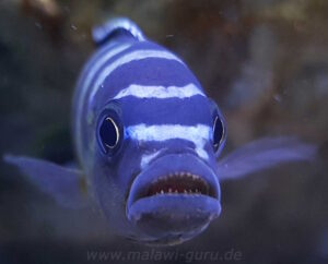 Cynotilapia sp. 'elongatus chitimba'