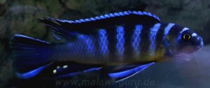 Cynotilapia sp. 'elongatus chitimba' Chitimba Bay