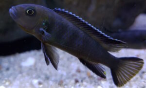 Cynotilapia sp. 'elongatus chitimba' Chitimba Bay
