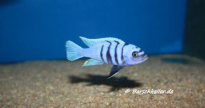 Cynotilapia sp. 'hara' Gallireya Reef