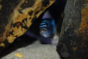 Cynotilapia sp. 'hara' Gallireya Reef