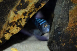 Cynotilapia sp. 'hara' Gallireya Reef