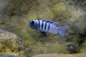 Cynotilapia sp. 'hara' Gallireya Reef